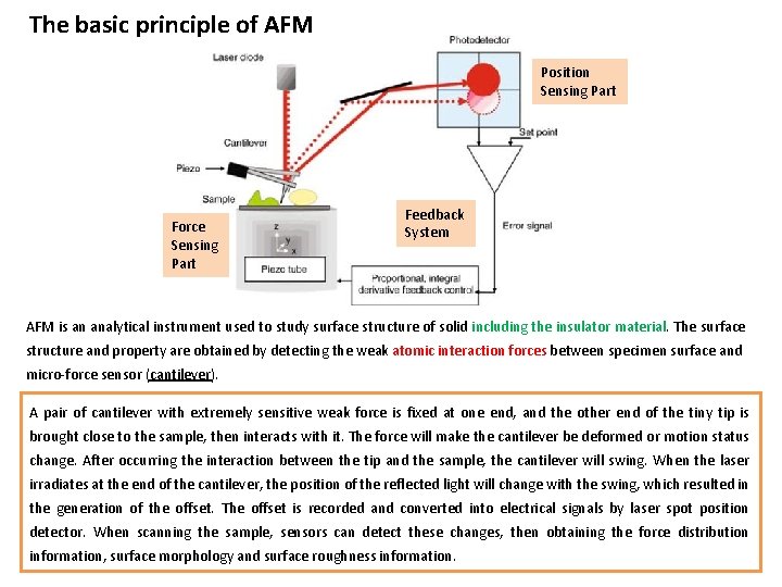 The basic principle of AFM Position Sensing Part Force Sensing Part Feedback System AFM