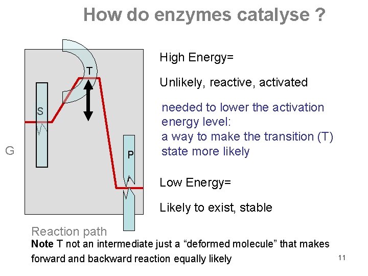 How do enzymes catalyse ? High Energy= T Unlikely, reactive, activated S G P