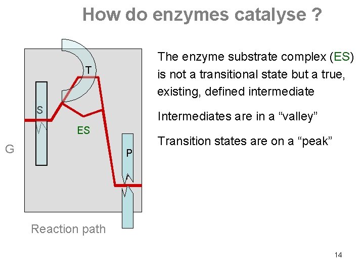 How do enzymes catalyse ? The enzyme substrate complex (ES) is not a transitional