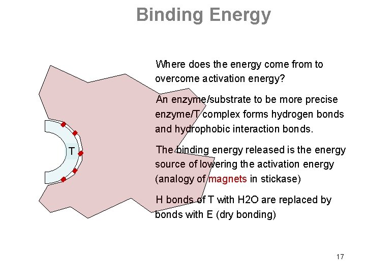 Binding Energy Where does the energy come from to overcome activation energy? An enzyme/substrate