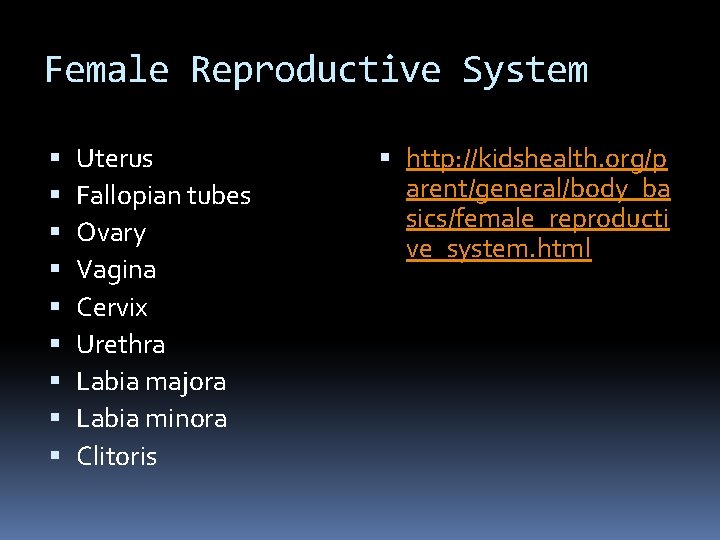 Female Reproductive System Uterus Fallopian tubes Ovary Vagina Cervix Urethra Labia majora Labia minora