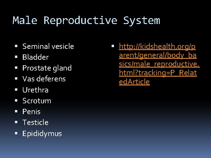 Male Reproductive System Seminal vesicle Bladder Prostate gland Vas deferens Urethra Scrotum Penis Testicle