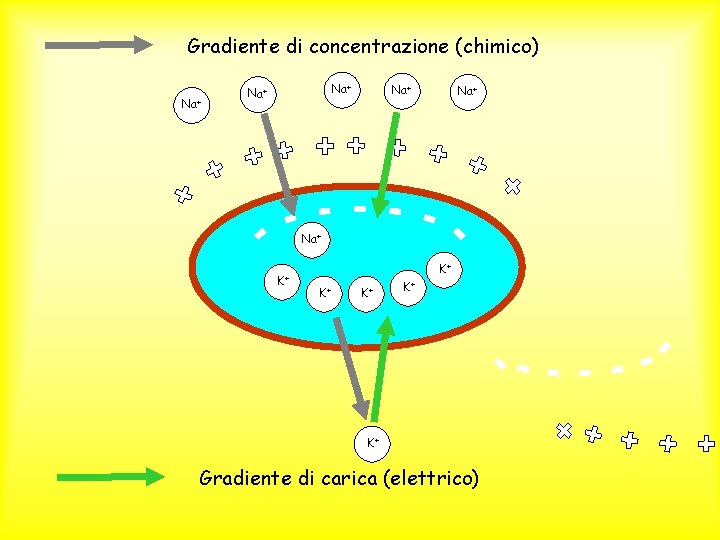 Gradiente di concentrazione (chimico) Na+ Na+ Na+ K+ K+ K+ Gradiente di carica (elettrico)