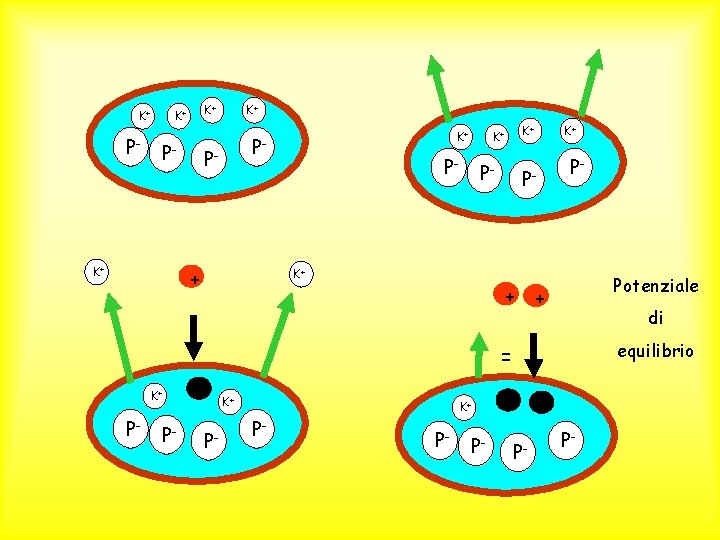 K+ P- K+ K+ K+ P- P- + Potenziale + di equilibrio = K+