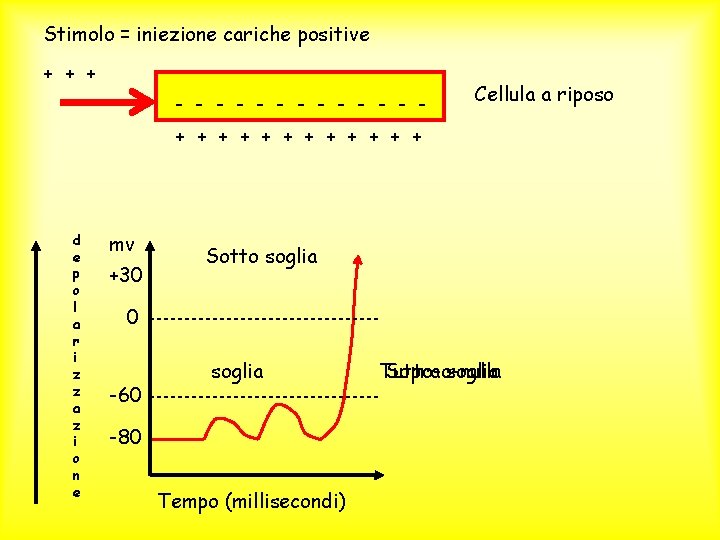 Stimolo = iniezione cariche positive + + + - - - - Cellula a