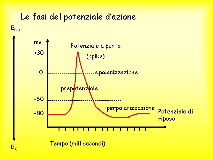 Le fasi del potenziale d’azione ENa mv +30 0 Potenziale a punta (spike) ripolarizzazione