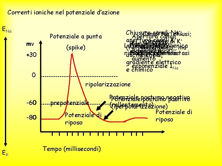 Correnti ioniche nel potenziale d’azione ENa mv +30 Potenziale a punta (spike) 0 +;