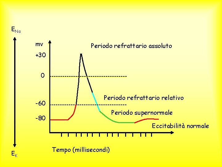 ENa mv Periodo refrattario assoluto +30 0 -60 Periodo refrattario relativo Periodo supernormale -80