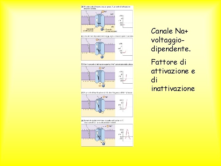 Canale Na+ voltaggiodipendente. Fattore di attivazione e di inattivazione 