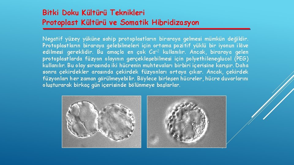 Bitki Doku Kültürü Teknikleri Protoplast Kültürü ve Somatik Hibridizasyon Negatif yüzey yüküne sahip protoplastların