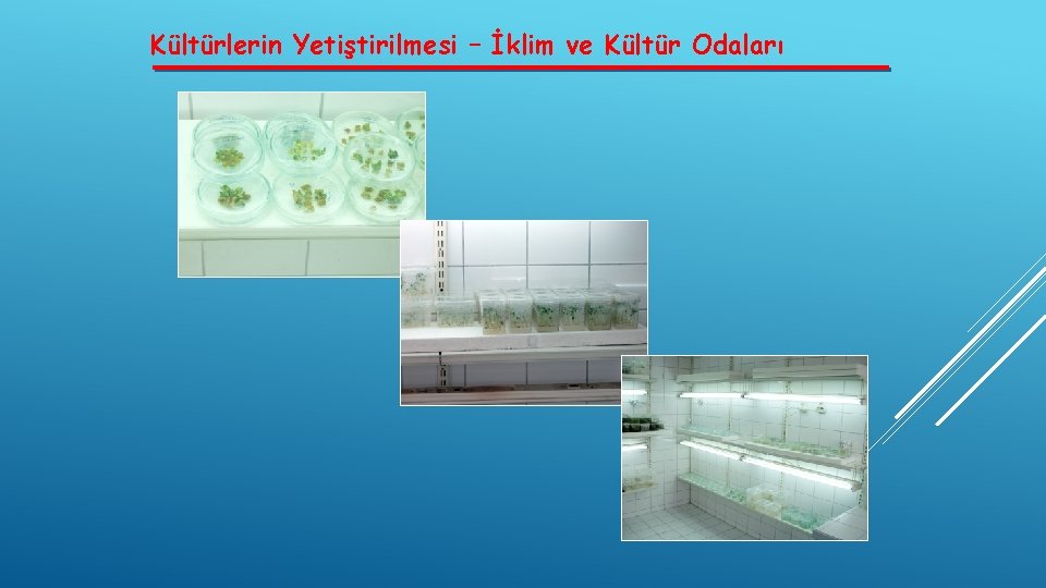 Kültürlerin Yetiştirilmesi – İklim ve Kültür Odaları 