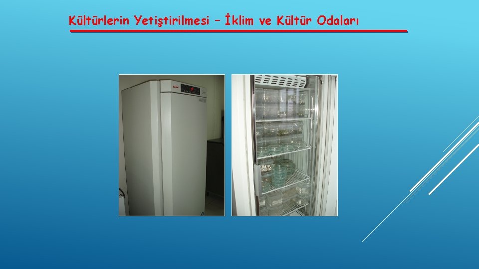 Kültürlerin Yetiştirilmesi – İklim ve Kültür Odaları 