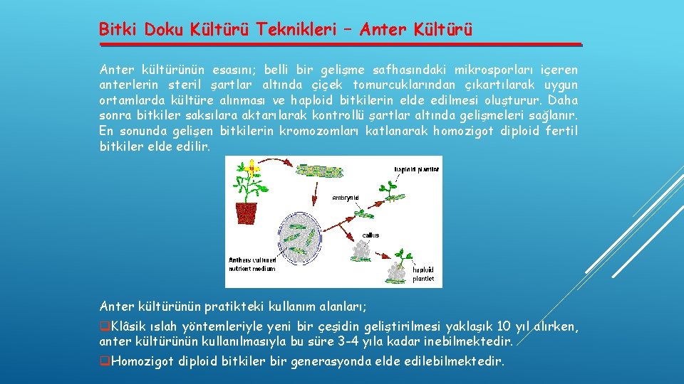 Bitki Doku Kültürü Teknikleri – Anter Kültürü Anter kültürünün esasını; belli bir gelişme safhasındaki