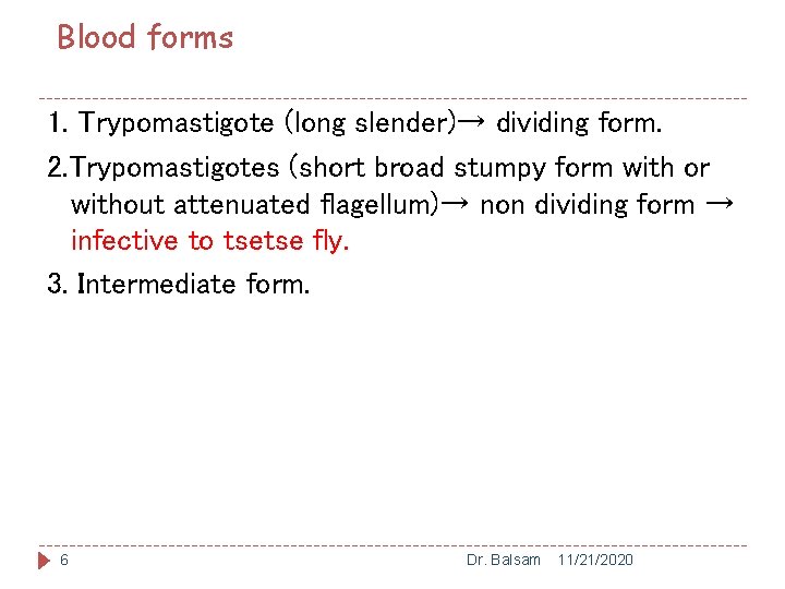  Blood forms 1. Trypomastigote (long slender)→ dividing form. 2. Trypomastigotes (short broad stumpy
