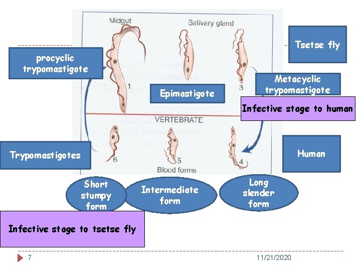 Tsetse fly procyclic trypomastigote Epimastigote Metacyclic trypomastigote Infective stage to human Human Trypomastigotes Short