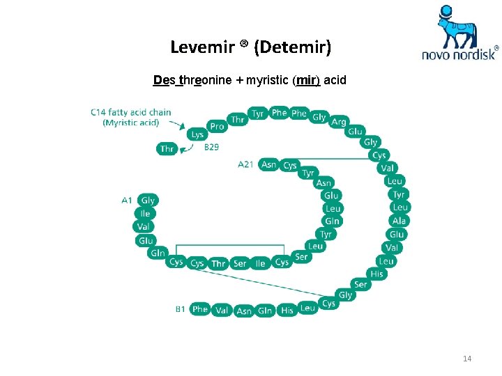 Levemir ® (Detemir) Des threonine + myristic (mir) acid 14 