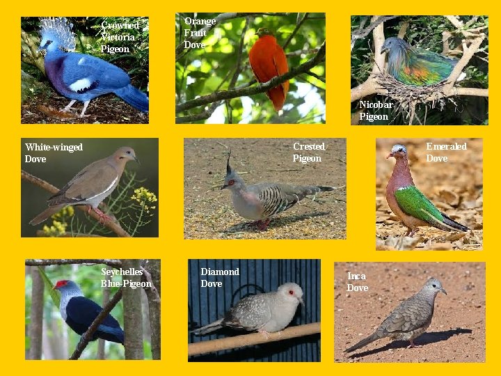 Crowned Victoria Pigeon Orange Fruit Dove Nicobar Pigeon Crested Pigeon White-winged Dove Seychelles Blue-Pigeon