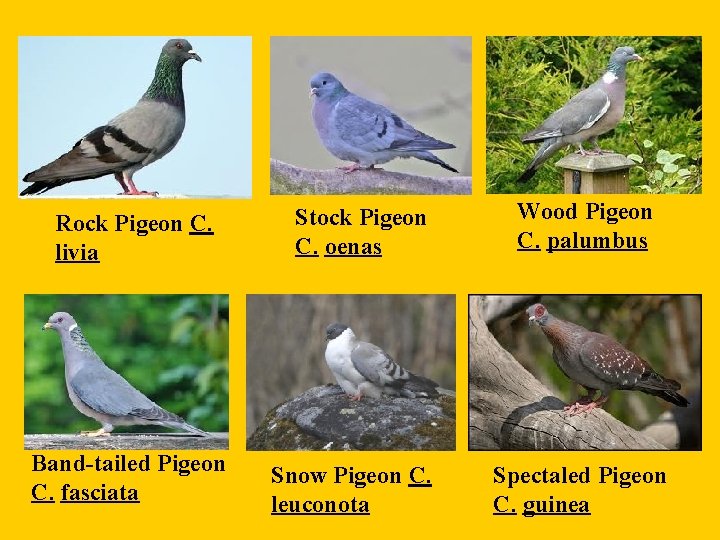 Rock Pigeon C. livia Band-tailed Pigeon C. fasciata Stock Pigeon C. oenas Snow Pigeon