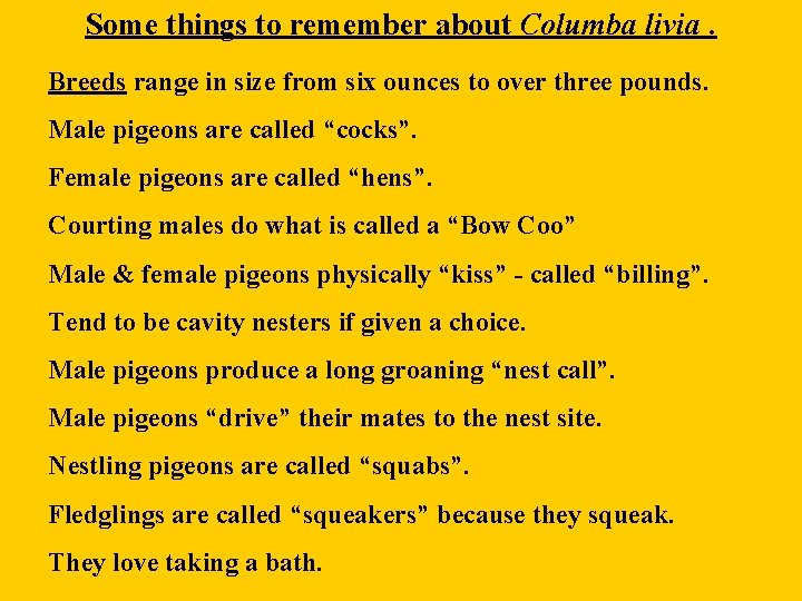 Some things to remember about Columba livia. Breeds range in size from six ounces