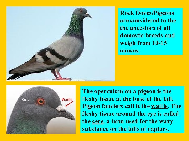 Rock Doves/Pigeons are considered to the ancestors of all domestic breeds and weigh from