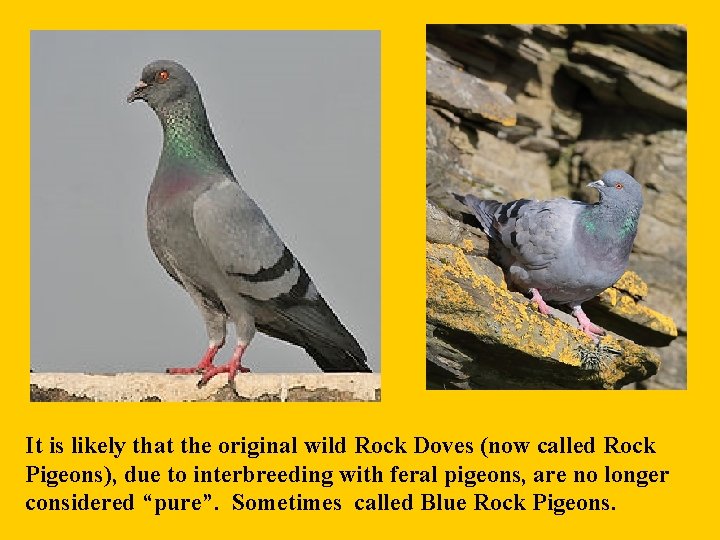 It is likely that the original wild Rock Doves (now called Rock Pigeons), due