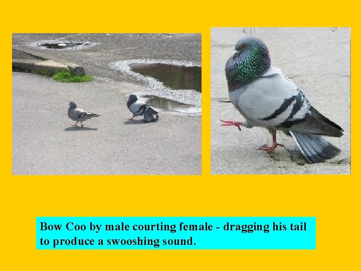 Bow Coo by male courting female - dragging his tail to produce a swooshing