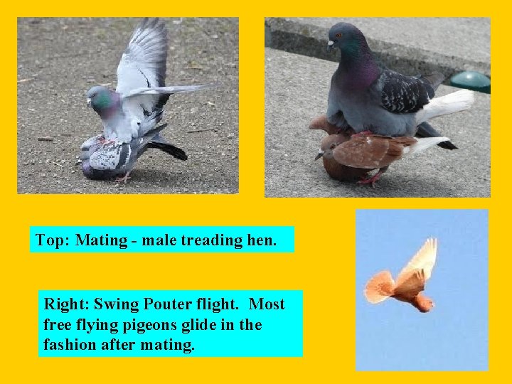 Top: Mating - male treading hen. Right: Swing Pouter flight. Most free flying pigeons