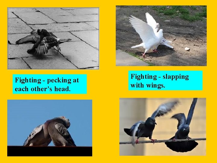 Fighting - pecking at each other’s head. Fighting - slapping with wings. 