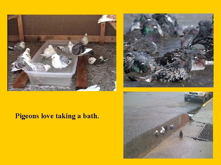 Pigeons love taking a bath. 
