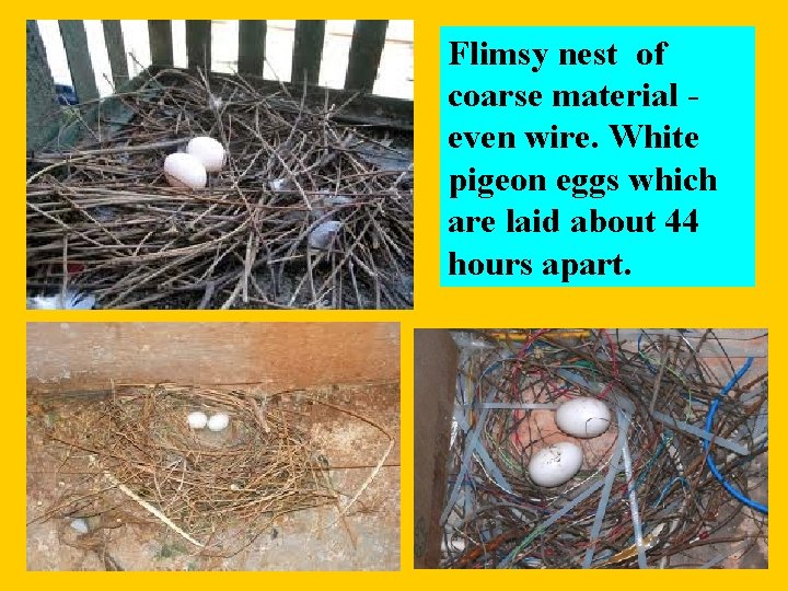 Flimsy nest of coarse material even wire. White pigeon eggs which are laid about