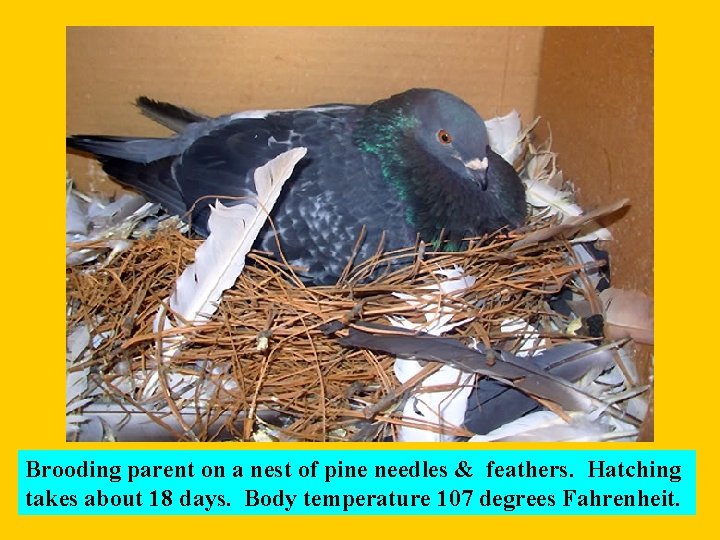 Brooding parent on a nest of pine needles & feathers. Hatching takes about 18