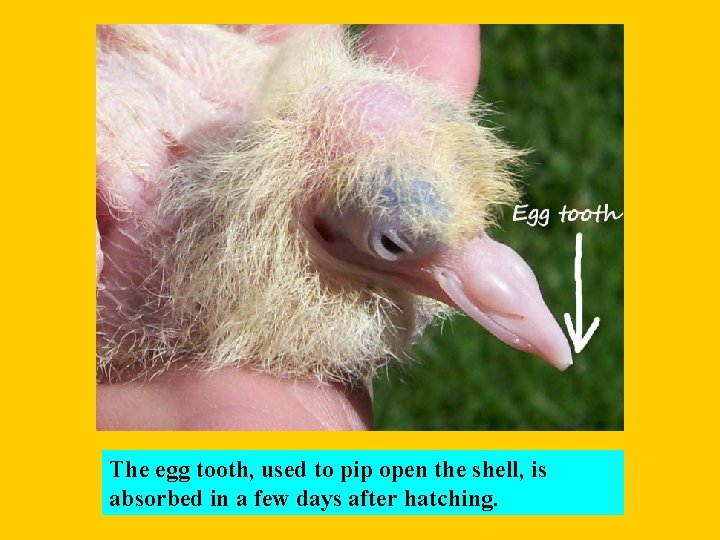 The egg tooth, used to pip open the shell, is absorbed in a few