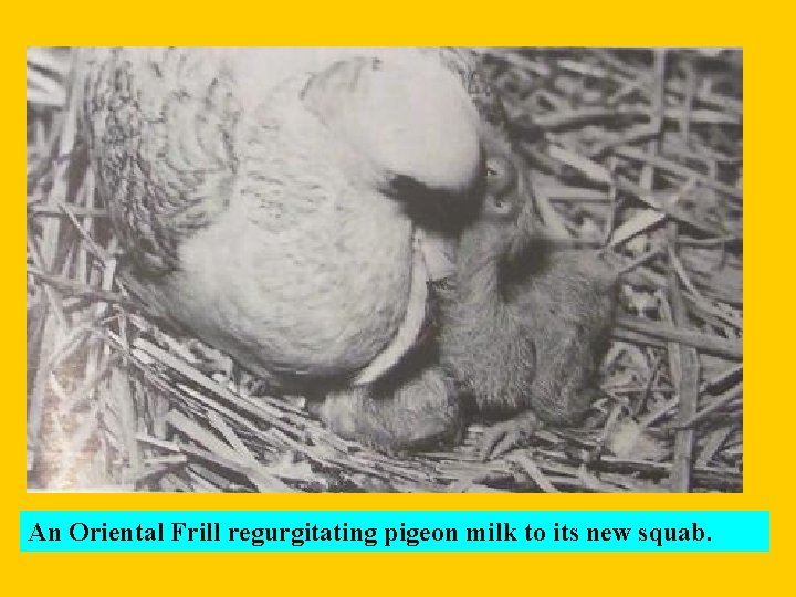 An Oriental Frill regurgitating pigeon milk to its new squab. 