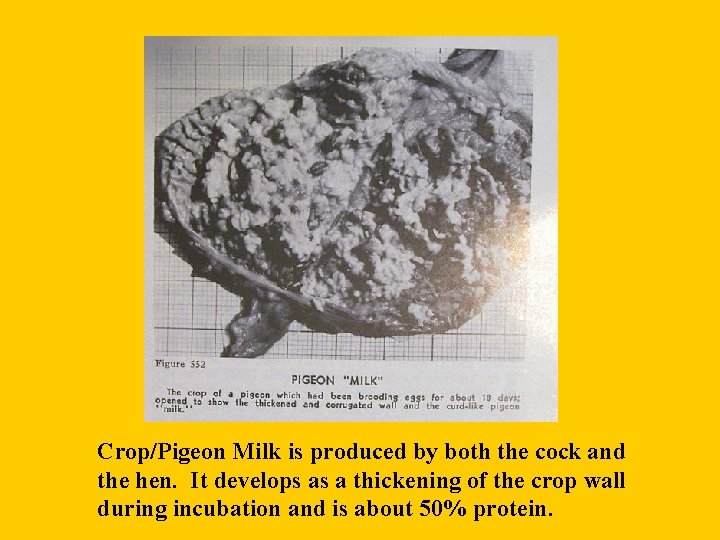 Crop/Pigeon Milk is produced by both the cock and the hen. It develops as