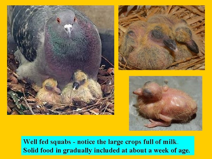 Well fed squabs - notice the large crops full of milk. Solid food in