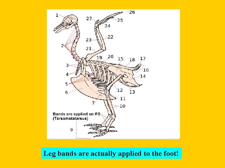 Leg bands are actually applied to the foot! 