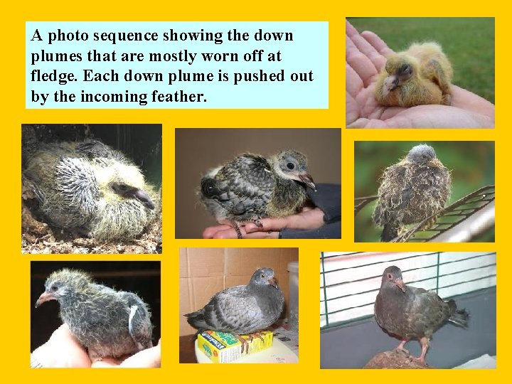 A photo sequence showing the down plumes that are mostly worn off at fledge.