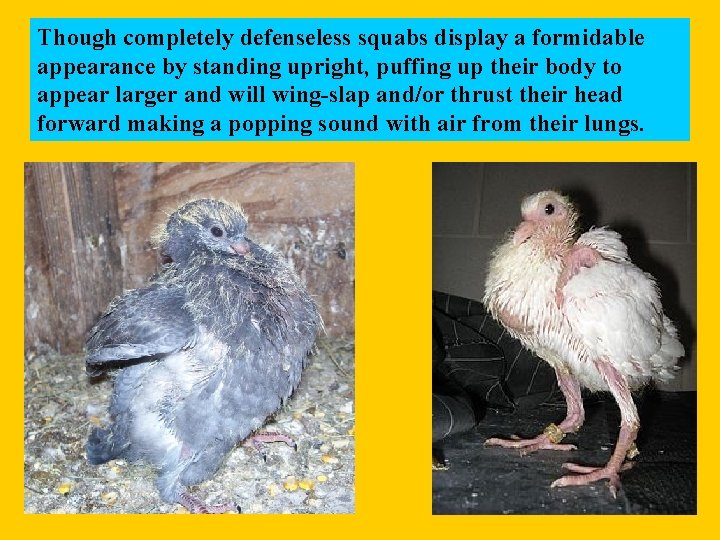 Though completely defenseless squabs display a formidable appearance by standing upright, puffing up their