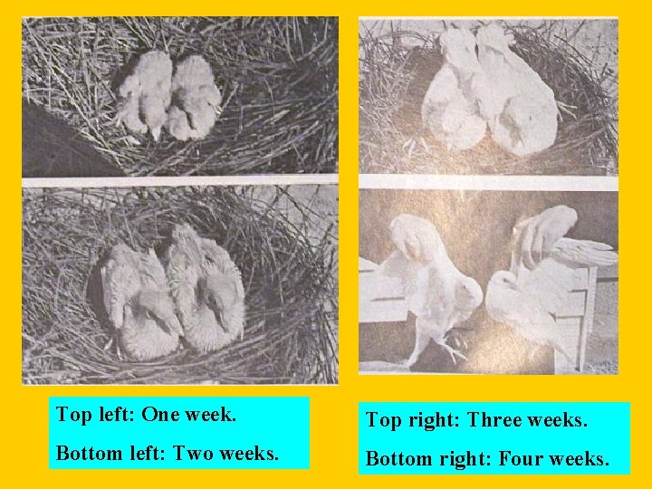 Top left: One week. Top right: Three weeks. Bottom left: Two weeks. Bottom right: