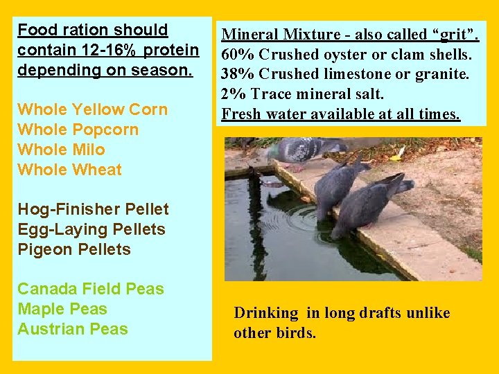 Food ration should contain 12 -16% protein depending on season. Whole Yellow Corn Whole