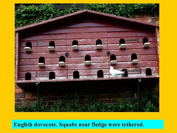 English dovecote. Squabs near fledge were tethered. 