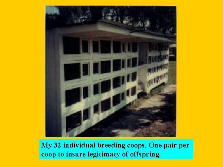 My 32 individual breeding coops. One pair per coop to insure legitimacy of offspring.