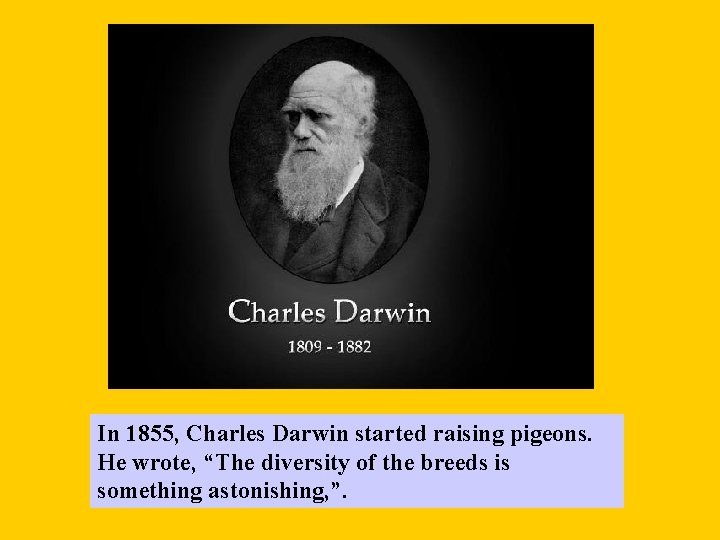 In 1855, Charles Darwin started raising pigeons. He wrote, “The diversity of the breeds