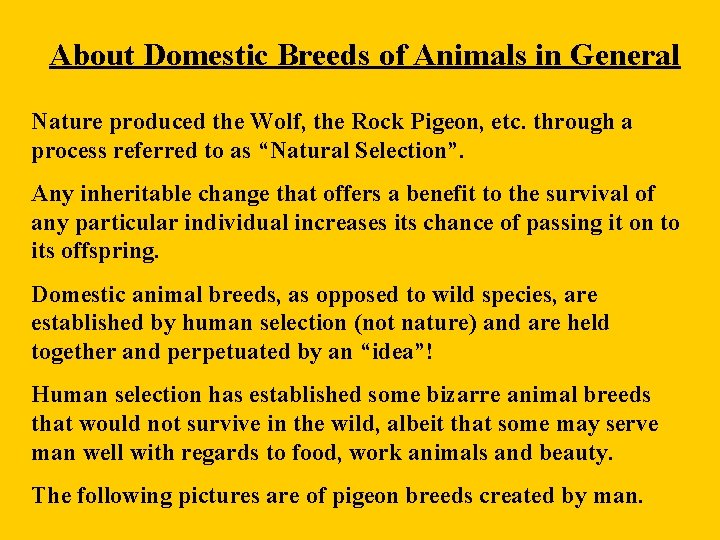 About Domestic Breeds of Animals in General Nature produced the Wolf, the Rock Pigeon,