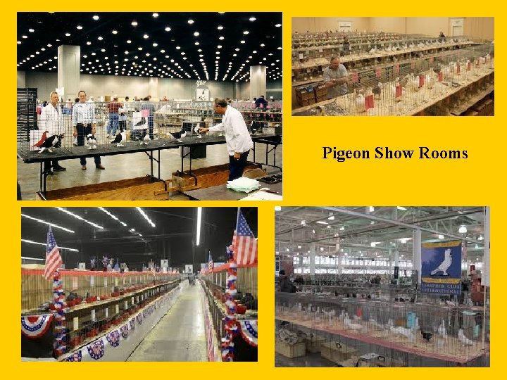 Pigeon Show Rooms 