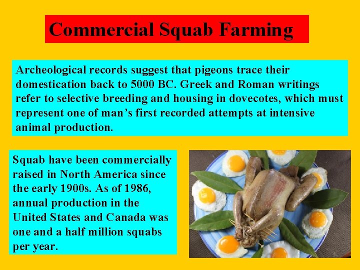 Commercial Squab Farming Archeological records suggest that pigeons trace their domestication back to 5000