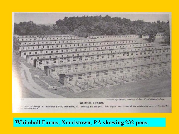 Whitehall Farms, Norristown, PA showing 232 pens. 