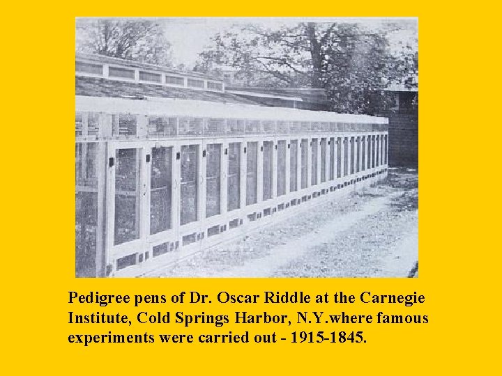 Pedigree pens of Dr. Oscar Riddle at the Carnegie Institute, Cold Springs Harbor, N.