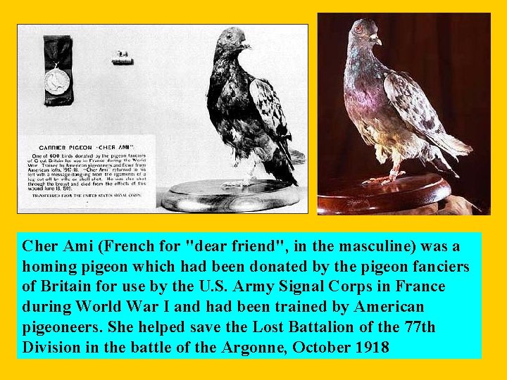 Cher Ami (French for "dear friend", in the masculine) was a homing pigeon which