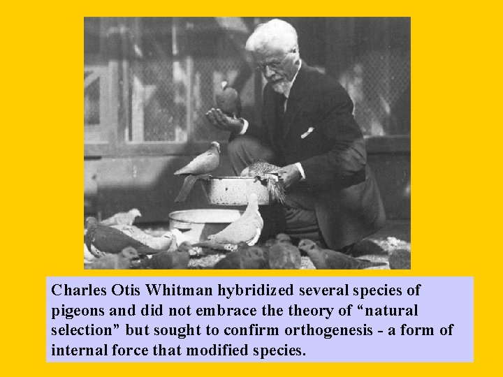 Charles Otis Whitman hybridized several species of pigeons and did not embrace theory of